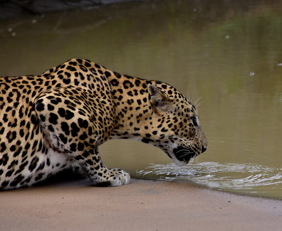 Yala & Bundala Day Tour